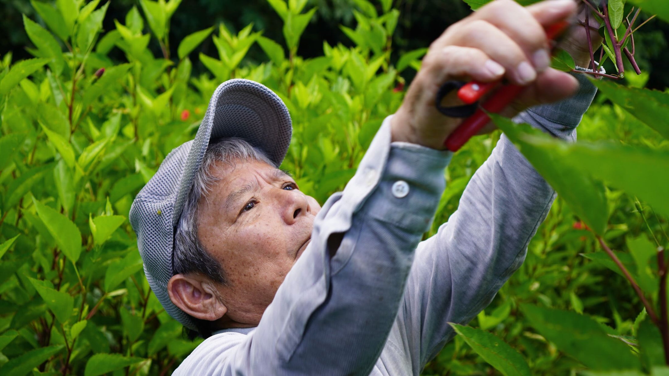 ハイビスカスの植物